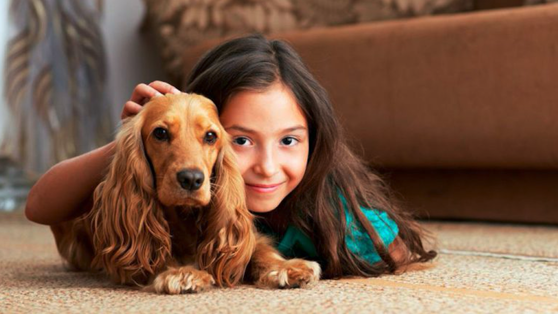 ¿Cómo eliminar el “olor a perro” en tu casa?
